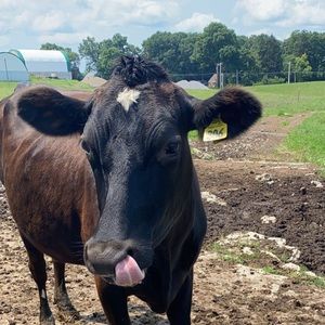 Meet your Posher, Zoe